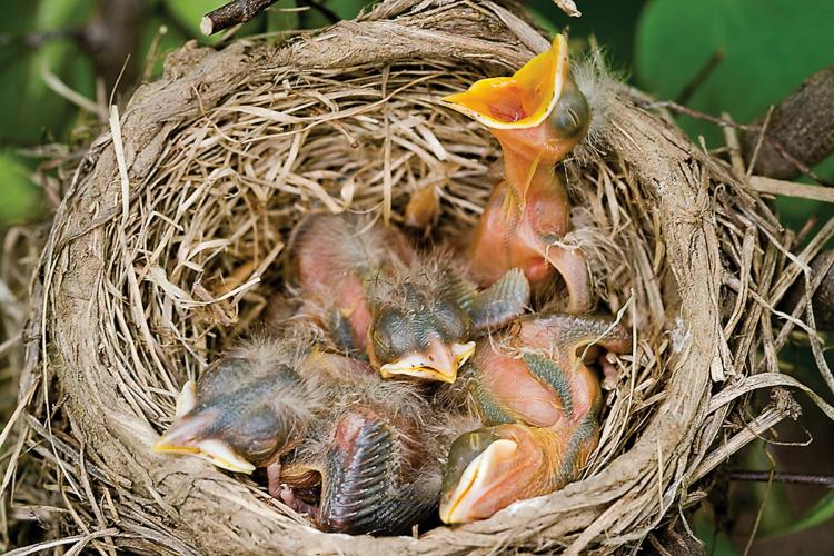 Chicks in a robin nest