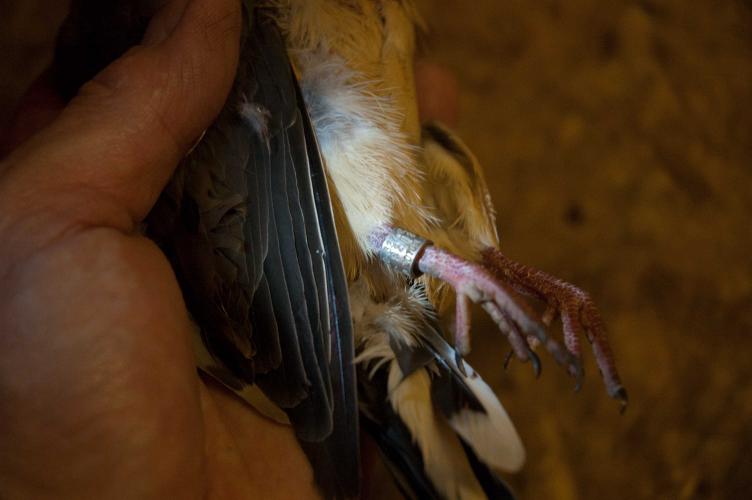 dove in hand with banded leg