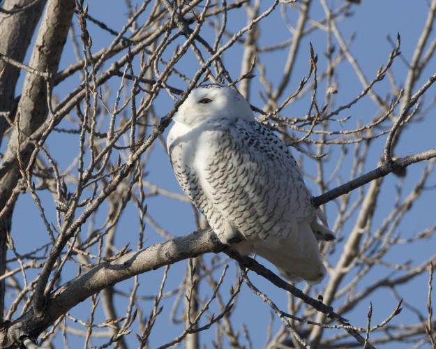 Snowy owl in tree