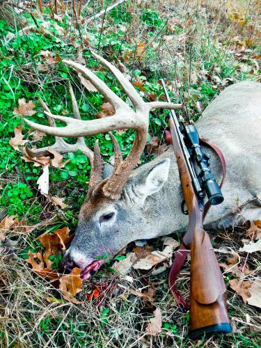 Large whitetail buck and a rifle.