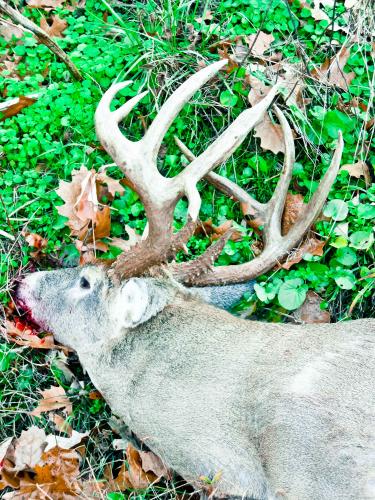 harvested white-tailed buck