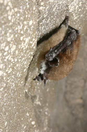 White Nose Syndrome in Little Brown Bat