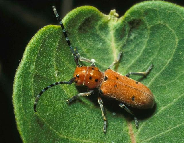 Photo of red-femured milkweed borer beetle on milkweed leaf