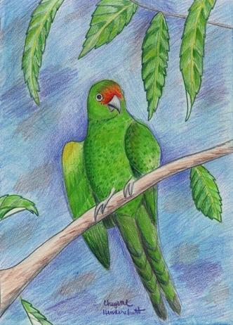 Carolina Parakeet by Cheyenne Hendershott