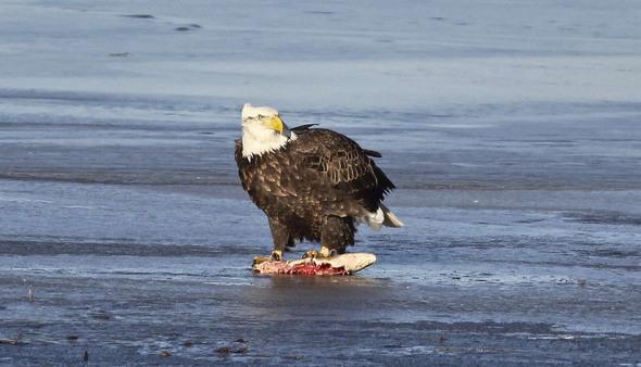 Bald eagle eating a fish near Missouri River