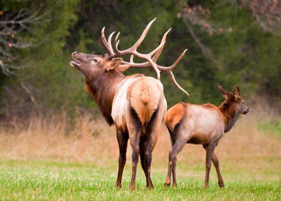 A bull elk and a cow stand in a field.