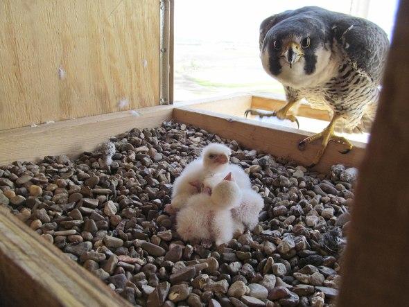A peregrine falcon looks at its nestlings in a nesting box.