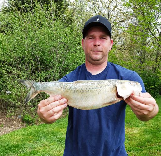 Steve Wengler holds his record skipjack herring near the Mississippi River.