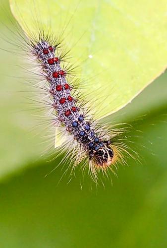 Spongy Moth Caterpillar