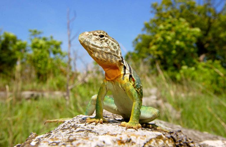 Collared Lizard on a rock