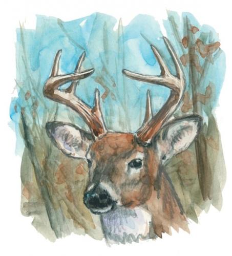 A watercolor painting of an antlered whitetail deer.
