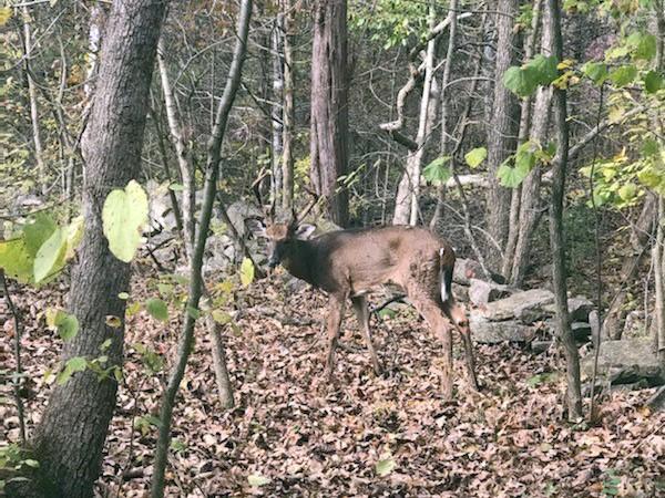 A deer that tested positive for CWD found in Ste. Genevieve County in October 2019.