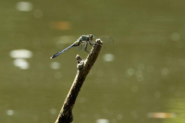 Dragonfly on end of stick