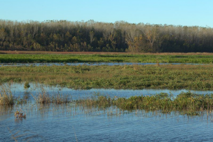 Wetland at Fountain Grove Conservation Area