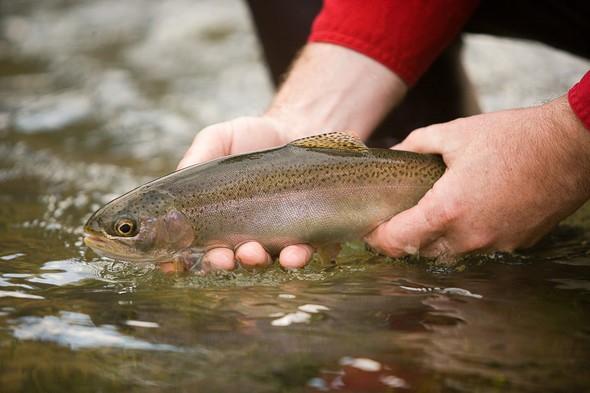 A man holds a rainbow trout.
