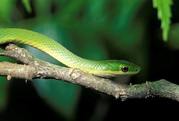 A rough green snake on a tree branch.