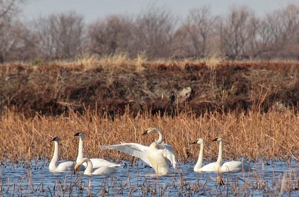 Six trumpeter swans on wetland at Loess Bluffs