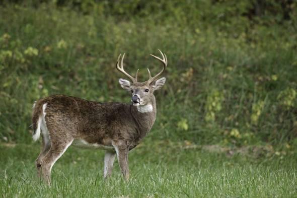 A white tailed buck deer stands in a field of green grass with denser vegetation behind him. 