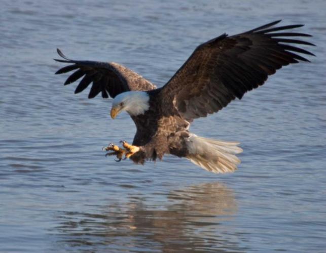 bald_eagle_over_water