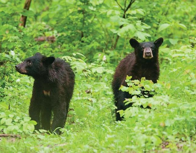 Black bears waling in the wilderness