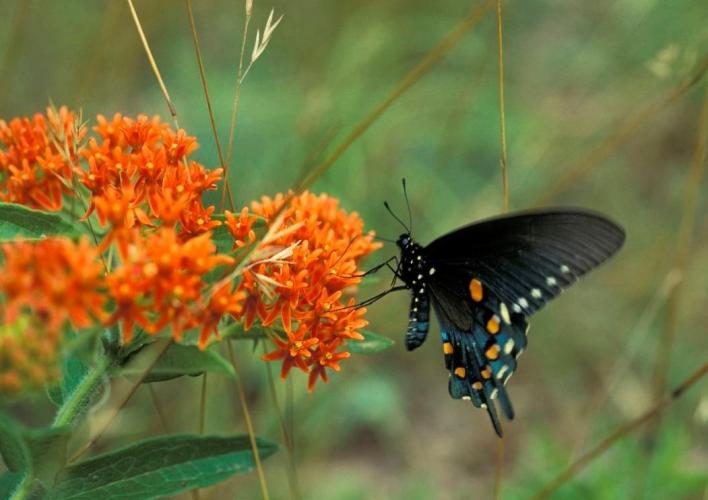 blue swallowtail on butterfly weed