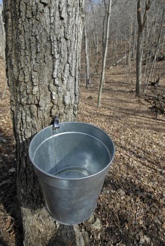 bucket on maple tree
