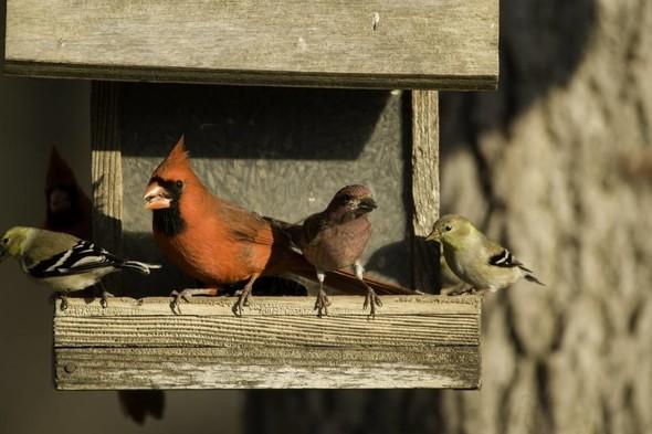 A cardinal and other birds perch on a birdhouse.