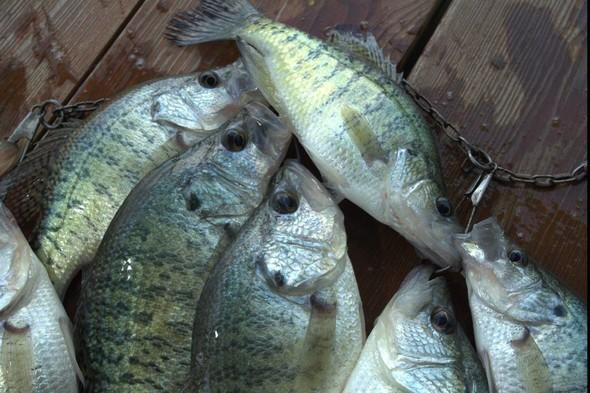 A group of crappie