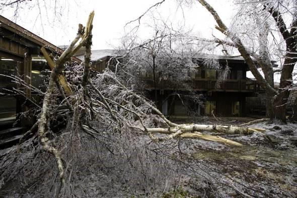 trees damaged by ice storms