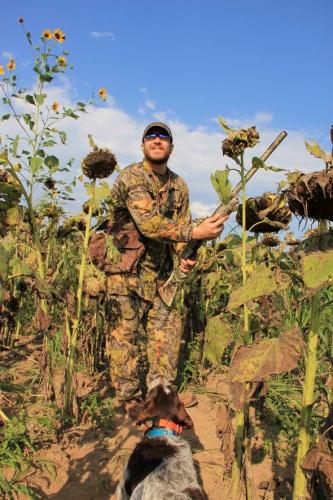  A dove hunter loads his shotgun in a sunflower field.