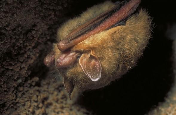 eastern pipistrelle bat