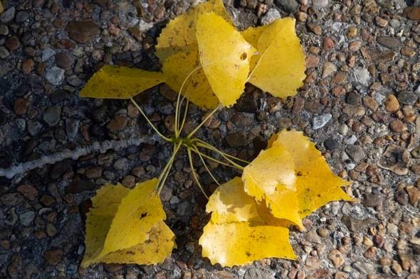 yellow fallen leaves