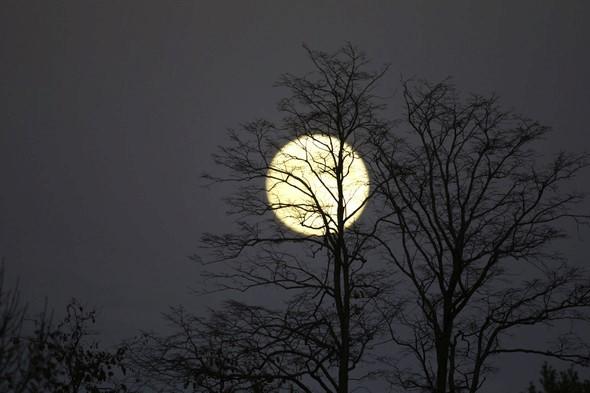 Trees are eerily lit by a full moon in the background.