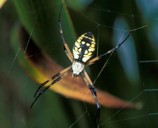 A garden spider on a web.