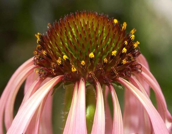 A closeup shot of a pink Glade coneflower.