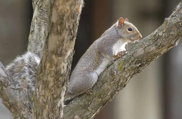 gray squirrel in tree