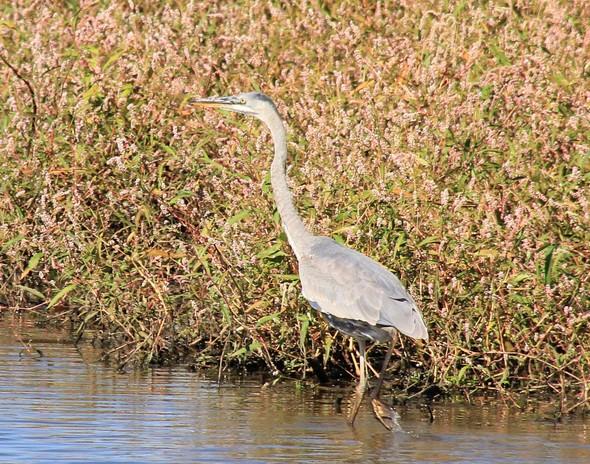 A great blue heron wades in the water.