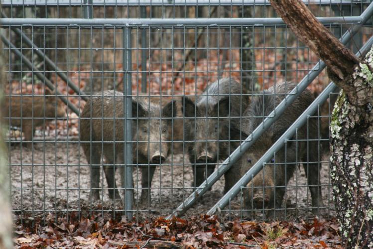 Three feral hogs in trap