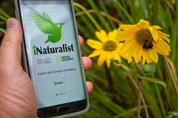 Person holding phone showing iNaturalist App