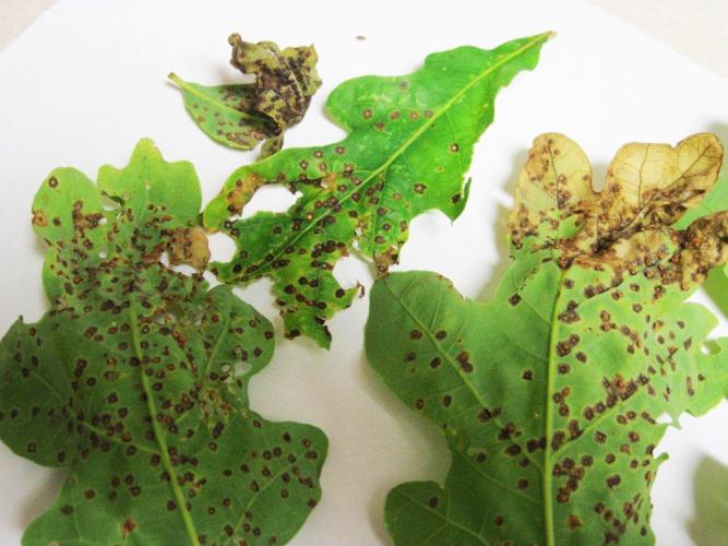 Tree leaves infected by jumping oak gall.