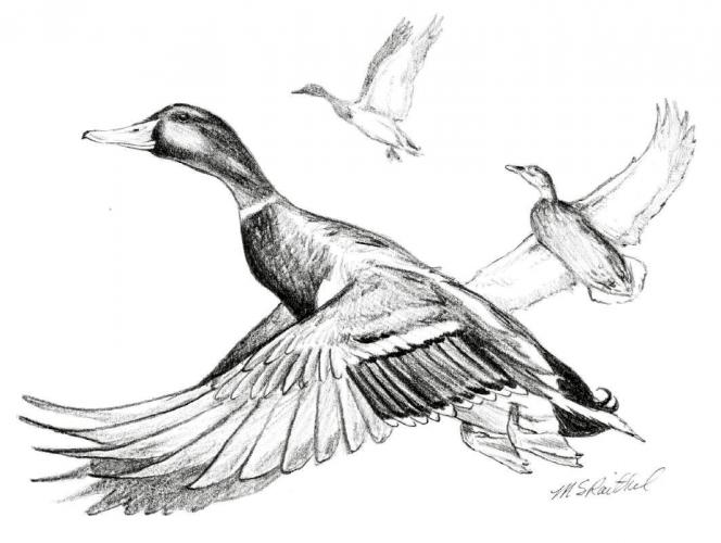 An illustration of a mallard in flight