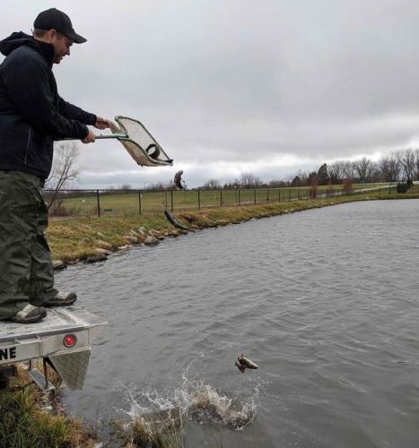 man releasing netted trout