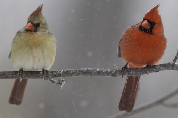 pair of northern cardinals sitting on branch