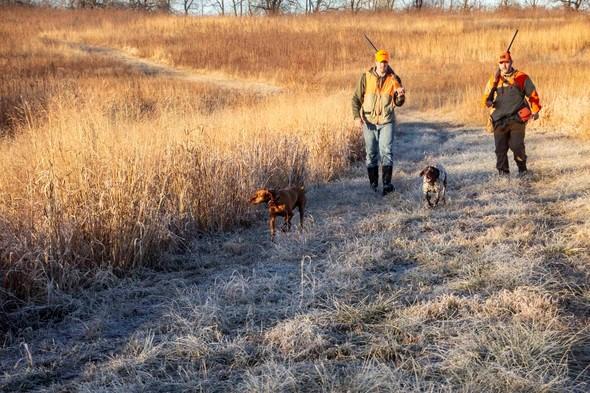 Pheasant hunters with dogs