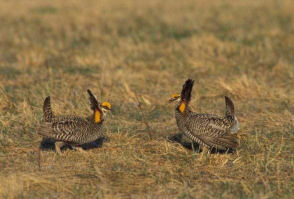Two male prairie chickens on a spring lek.