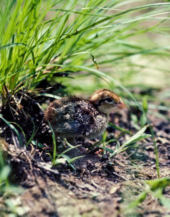quail chick