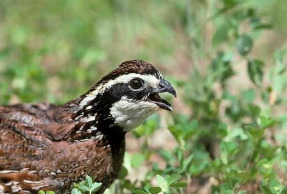  a quail closeup