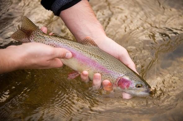 rainbow trout in hand