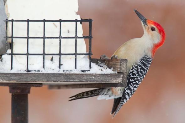 Red bellied woodpecker at feeder
