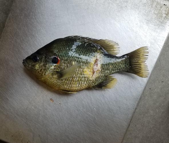 This 1-pound, 12-ounce redear sunfish was shot at Table Rock Lake April 29.